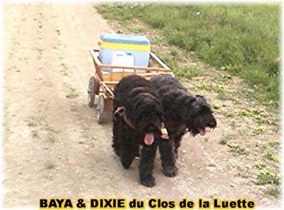 bouvier des flandres et attelage canin - Elevage du Clos de la Luette  -  Copyright depose